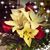 Anne Leddy Hamberg's profile image