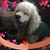 Dee Dee Moore's profile image