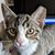 Ken Boyer's profile image