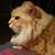 Dennis N. Emily Rogers's profile image