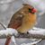 Cheryl Fortin's profile image
