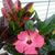 Vanessa Marie Wentzel's profile image