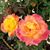 Cyntra Sue Brandon Chambers's profile image