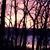 Sharon Cicirello's profile image