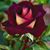 Abid Hussain's profile image