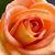 Deborah Nimmons's profile image