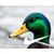 Brian Seeley's profile image