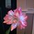Margaret Whaley's profile image