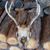 Bo Rhodie's profile image