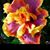 Tonja White's profile image