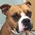Dreux Bassoul's profile image