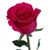 Teresa Rodriguez's profile image