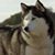 Thomas Orpen's profile image