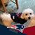 Sue Notarangelo-Rist's profile image