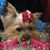 Pebbles Leger's profile image