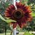 Denise Hansen Dodaro's profile image