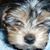 Theresa June Sherman's profile image