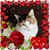 Diana Zettle Schmelzer's profile image