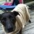 Patricia K Wright's profile image
