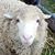 Nancy Duncan's profile image