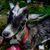 Holly Carrico's profile image