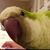 Krisztina B. Menzies's profile image