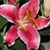 Tanja Docherty Caddell's profile image