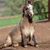 Cindi Spears-Cahill's profile image