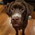 Danielle Petter Zentic's profile image