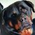 Lisa Kauo's profile image