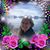 Debi Woodruff Wall's profile image