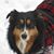 Cindy J Carlson's profile image