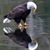 Patrick Comeau's profile image