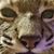 James Chinadle's profile image