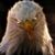 Charliedebbie Helton's profile image