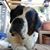 Carol Petri's profile image