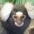 Mike Muscat's profile image