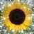 Jill Martinez's profile image