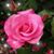 Nanny Ann Kendrick's profile image