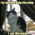 Carolyn Cotulla Alexander's profile image