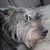 Ann Fourpaws Whitney-Tiffany's profile image