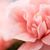 Lynne Carmickle's profile image