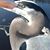 Deborah Pendleton Hall's profile image