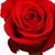 Cruz Cruz's profile image