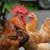 Wendy Abrams Studner's profile image