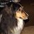 Toni Danza Savchuck's profile image