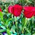 Dolly Wilson's profile image