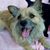 Carole Pile's profile image