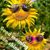Jeanette Schacher's profile image