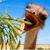 Yossi Gofman's profile image
